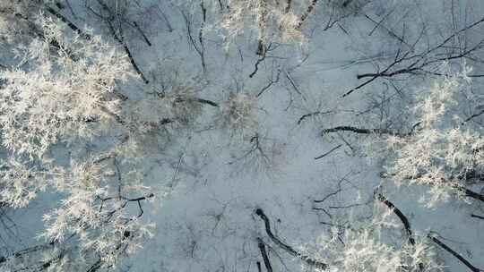 上帝视角航拍冬天白雪覆盖的森林