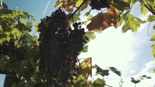 在阳光下生长的葡萄
