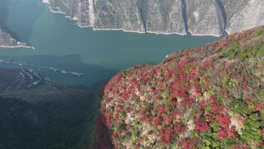 长江三峡巫峡红叶