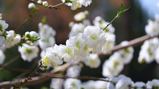 春天盛开的白色桃花花朵特写