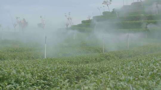 茶园喷水 智慧茶山 茶山 茶文化 采茶 茶园