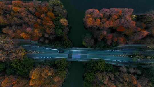 杭州西湖杨公堤茅家埠清晨光影秋色航拍视频素材模板下载