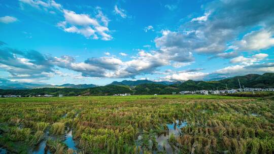 8K大气稻田稻穗日出日落延时