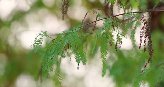 叶子植物生态自然