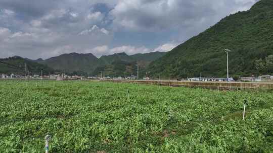 贵州毕节香葱豆苗种植基地航拍