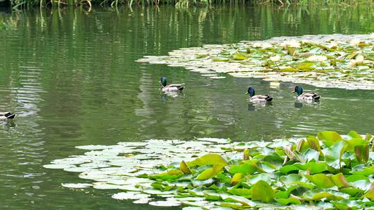北京圆明园遗址公园内的绿头鸭