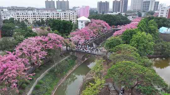 中国广东省广州市从化区华软异木棉