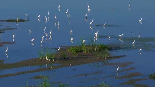 杭州市余杭区南湖苕溪生态环境白鹭栖息航拍