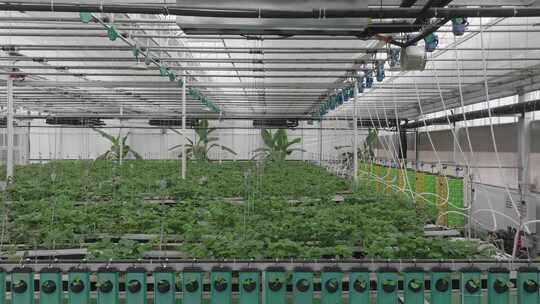 温室大棚内蔬菜种植场景