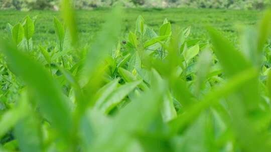 西藏墨脱高山茶园茶叶种植特写