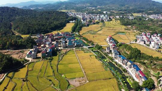 美丽乡村金色稻田田园风光航拍