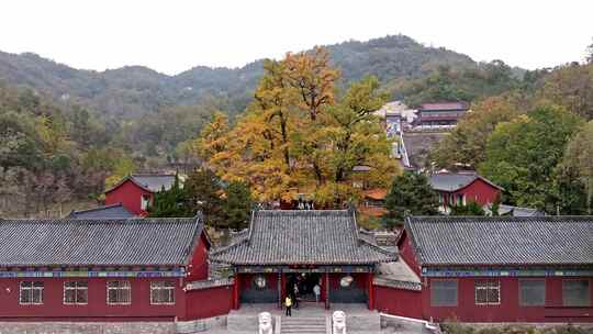 航拍平顶山文殊寺银杏