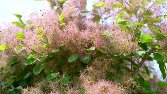 花草植物空镜素材——黄栌花