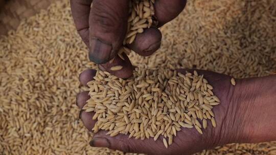 农民手握一把水稻颗粒仔细挑选