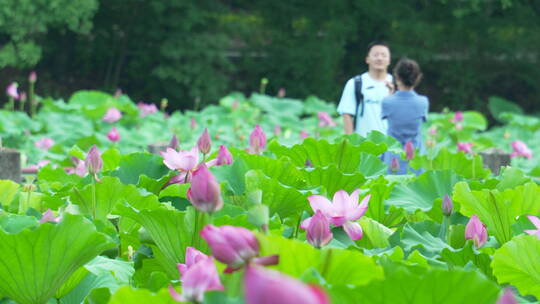 武汉东湖磨山景区盆景园荷花