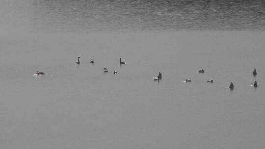 湿地湖泊保护鸟类白天鹅3
