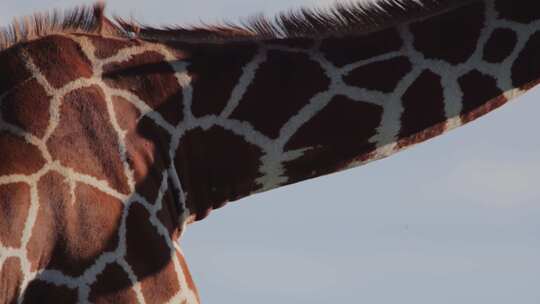 野生长颈鹿视频素材模板下载