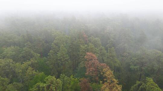 雾中森林的航拍景观视频素材模板下载