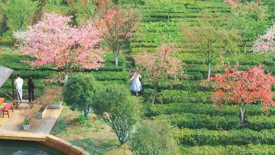 湖南郴州高椅岭樱花园