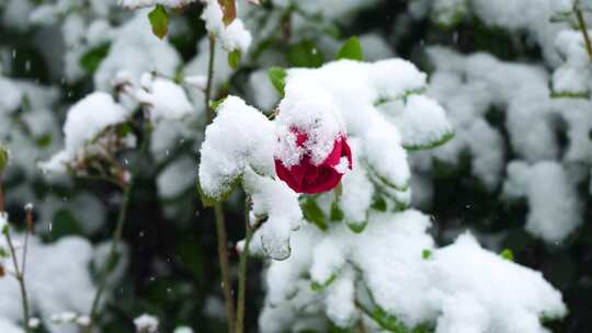 冬天下雪天大雪纷飞雪花覆盖花朵的雪景风景