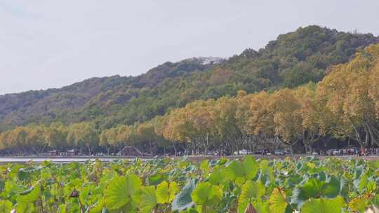 杭州西湖北山街秋天风景