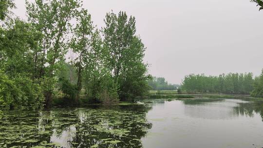 春天绿色植物景色实拍