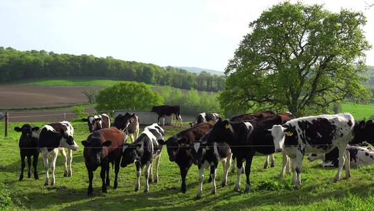 牧场里奶牛在山坡上吃草