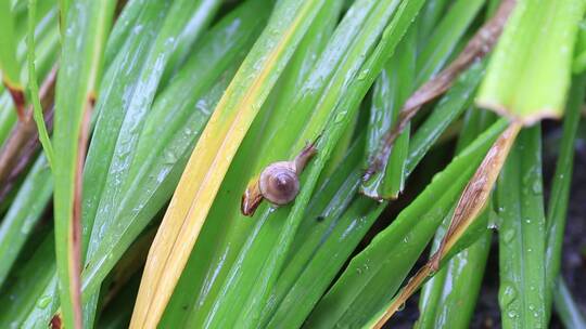小雨中在叶子上爬行的蜗牛