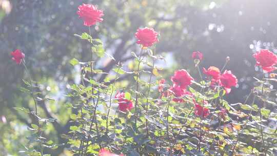 玫瑰花海