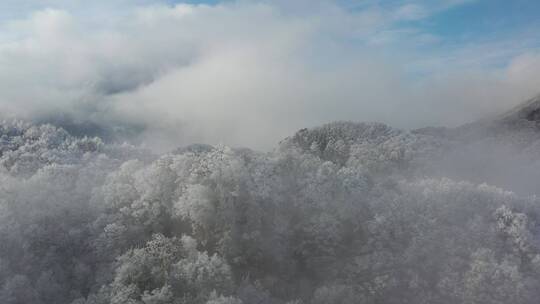 森林-航拍森林-大自然森林云雾-云海雪景