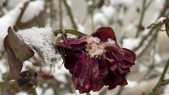 冬天的白雪视频