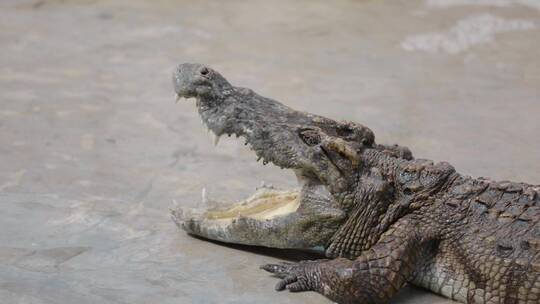 泰国旅游视频泰国驯兽师鳄鱼表演特写