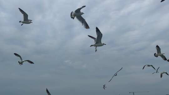 海鸥飞翔实拍