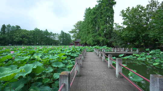 武汉东湖磨山景区盆景园