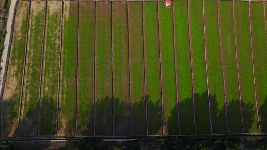 中国绿色农业批量化种植现代种植绿色生产