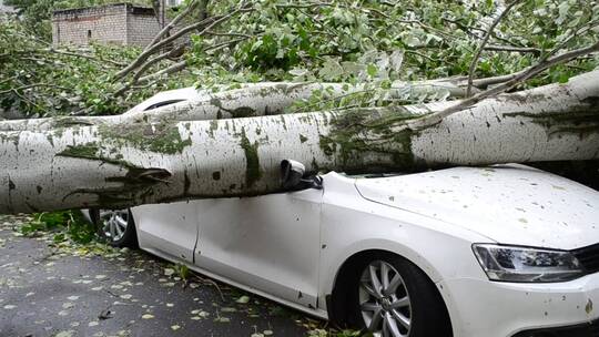 一棵树倒在街上的一辆车上