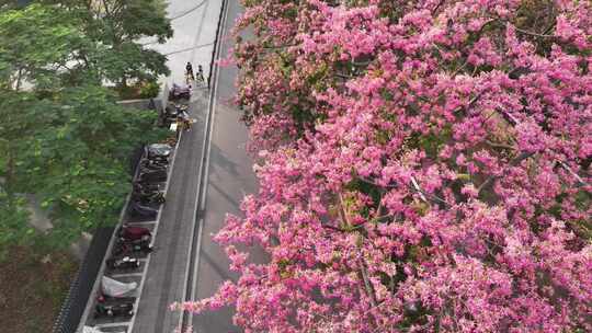 中国广东省广州市荔湾区坦尾美丽异木棉