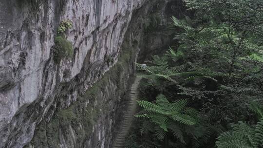 高清航拍四川乐山桫椤大峡谷森林自然风光