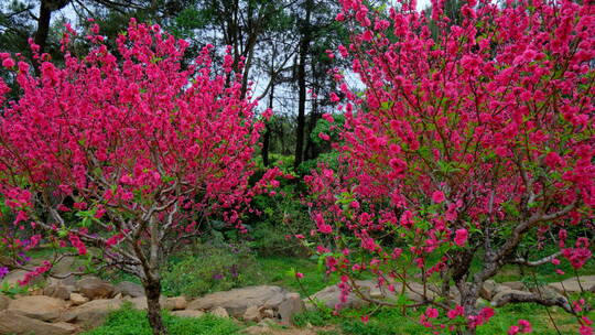 桃花林 树林 春暖花开 桃花坞 桃花园