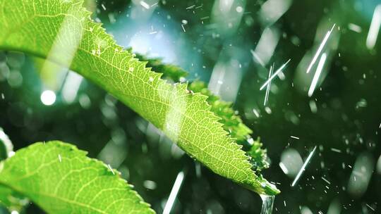 下雨和树叶