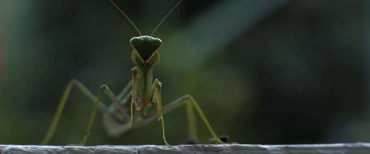 螳螂，昆虫，bug，特写，慢动作