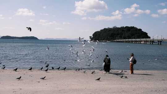 海蓝天空日本信天翁