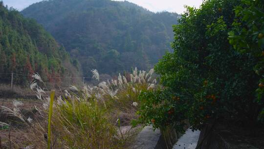 高大的山峰与田园芦苇