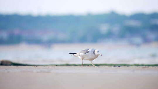 沙滩大海海鸥飞翔慢动作