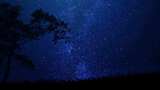 夜晚树枝小草星空高清在线视频素材下载