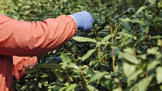 茶农采茶摘茶茶园茶树茶叶特写视频素材模板下载