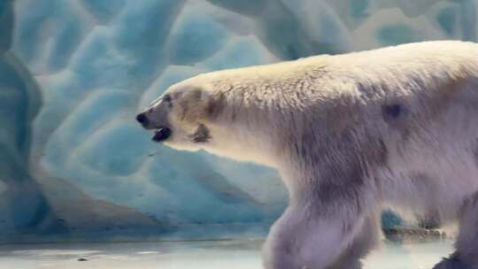 北极熊  白熊 野生动物视频素材模板下载