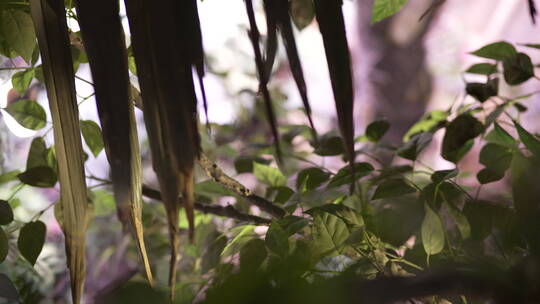 生态系列-广州正佳雨林生态植物园101视频素材模板下载