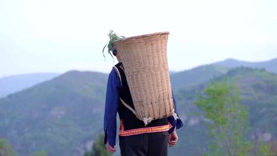 苗医中药医生藏医背药篓上山采药