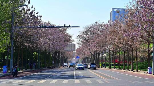 北京亦庄的梧桐大道花海街道